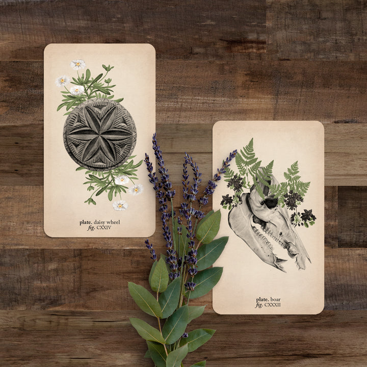 Two cards (daisy wheel and boar) against a wooden background with lavender flowers below