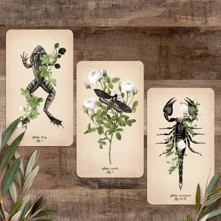 Three oracle cards (frog, moth, and scorpion) from the General Expansion Pack